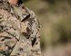 Метеостанция Kestrel 5700 Elite Applied Ballistics с Bluetooth (TAN) 0857ALTAN фото Orkov.net 4/5